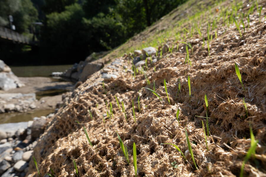 New planting around the Emme estuary. New planting around the Emme estuary.
